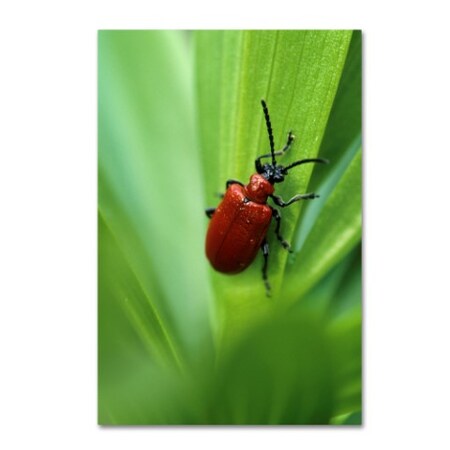 Robert Harding Picture Library 'Bugs' Canvas Art,12x19